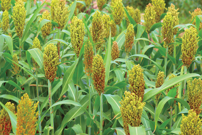 Sorghum For Weight Loss